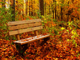 autumn bench image