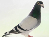 pigeon standing wallpaper