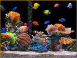 colorful fish wallpaper