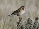 sparrow standing wallpaper