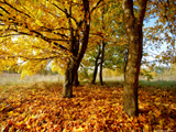 autumn tree picture