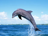 dolphin fish wallpaper