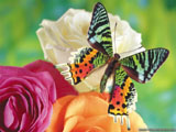 butterfly flower wallpaper