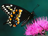 black butterfly wallpaper