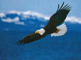 eagle flying wallpaper