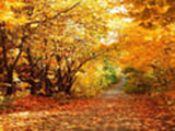 autumn tree image
