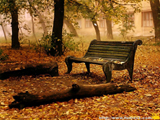 autumn leaves bench