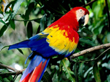 color parrot wallpaper