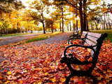 autumn trees bench