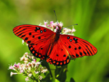 red butterfly wallpaper