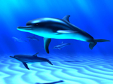 sea dolphin wallpaper