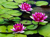 water lily wallpaper